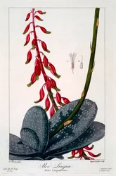 Aloe lingua, 1836 (incisione colorata a mano)